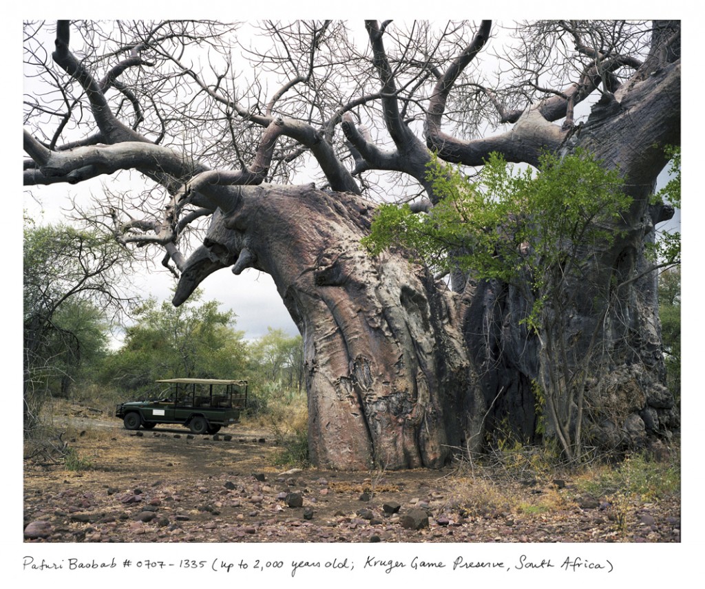 Esse enorme baobá vive na África do Sul há cerca de 2 mil anos.