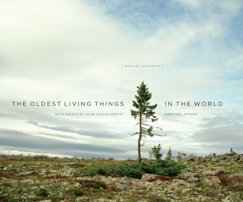 A árvore que ilustra a capa do livro é um abeto de 9550 anos que vive na Suécia.