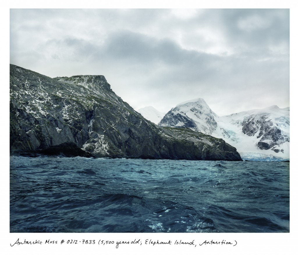 O musgo que cobre as rochas da Ilha Elefante, na Antártida, tem 5,5 mil anos.
