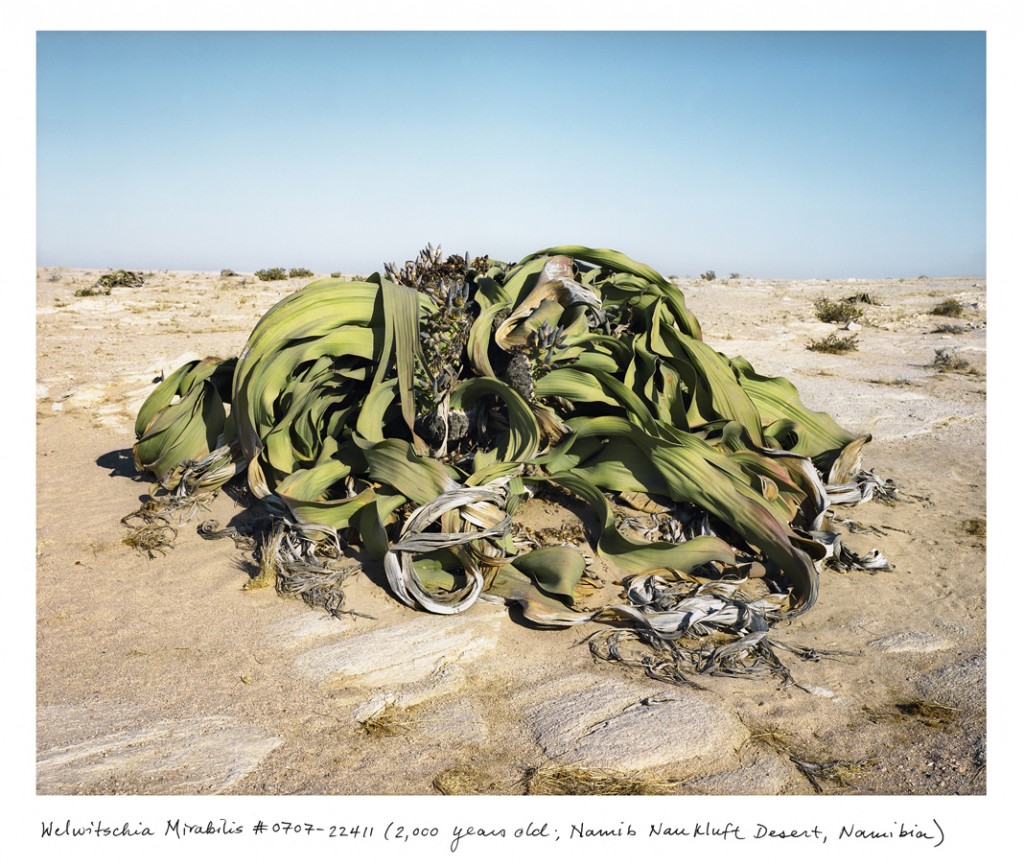 Esse monte de folhas da Welwitschia mirabilis são, na verdade, apenas duas folhas que crescem há 2 mil anos no Deserto da Namíbia.