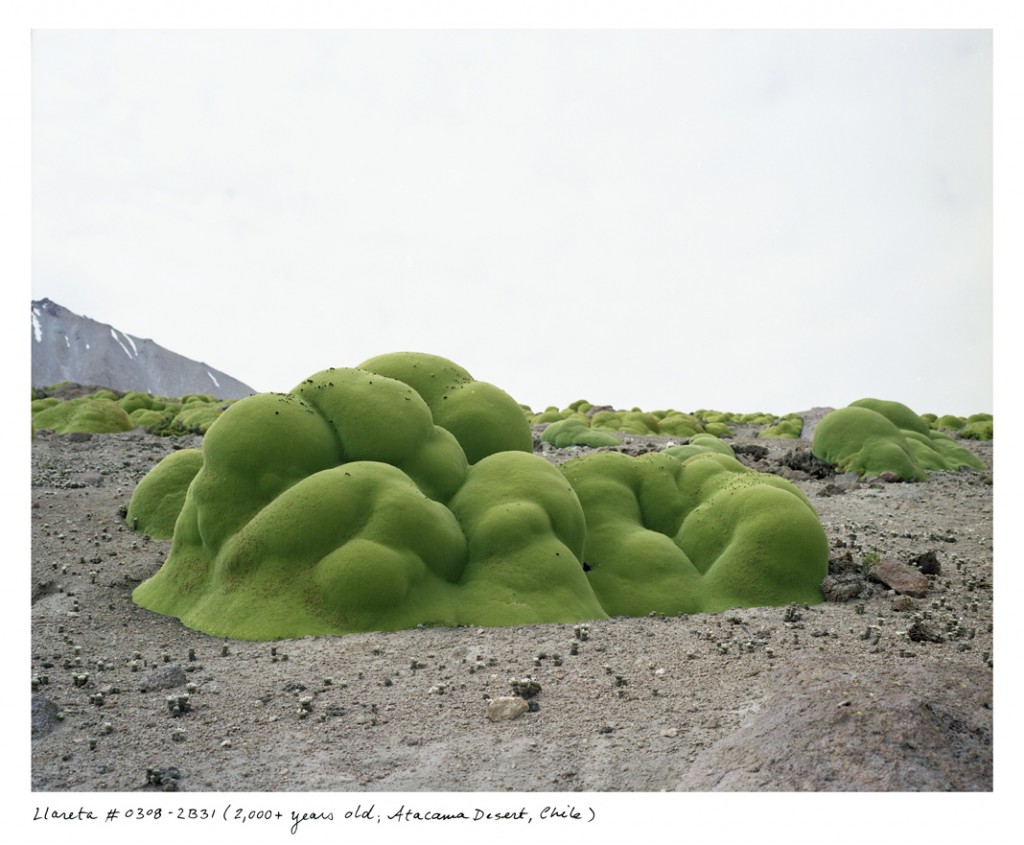 As milhares de folhas agrupadas da Azorella compacta fazem com que ela pareça uma rocha verde. Essa habita o Deserto do Atacama, no Chile, há cerca de 3 mil anos.