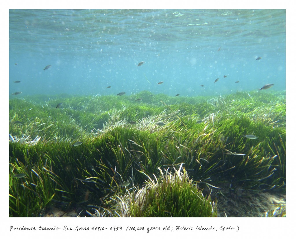 O mar das Ilhas Baleares, na Espanha, abriga uma erva marinha chamada Posidonia oceânica com 100 mil anos.