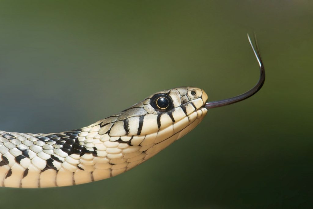 grass-snake-60546_1920