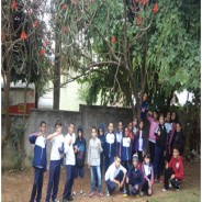 As árvores da escola: relatos sobre observar