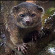 Novas espécies descobertas em 2013: conheça!