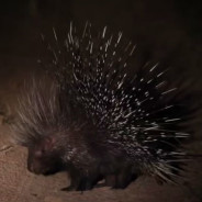 Defesas poderosas do mundo animal