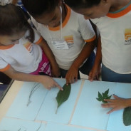 Conhecendo as plantas para fazer uma horta