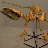 O Brasil também foi terra de dinossauros