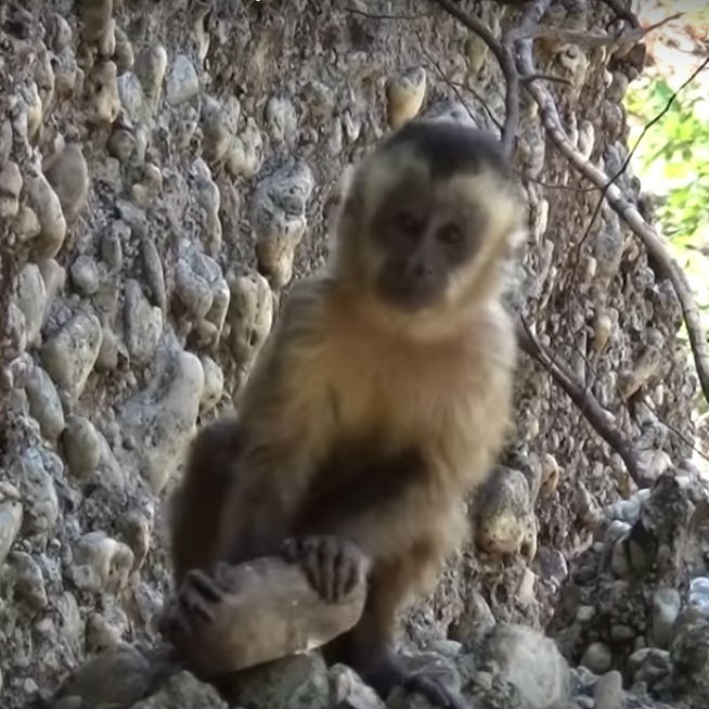 Macacos-prego brasileiros estão em sua própria 'idade da pedra' há